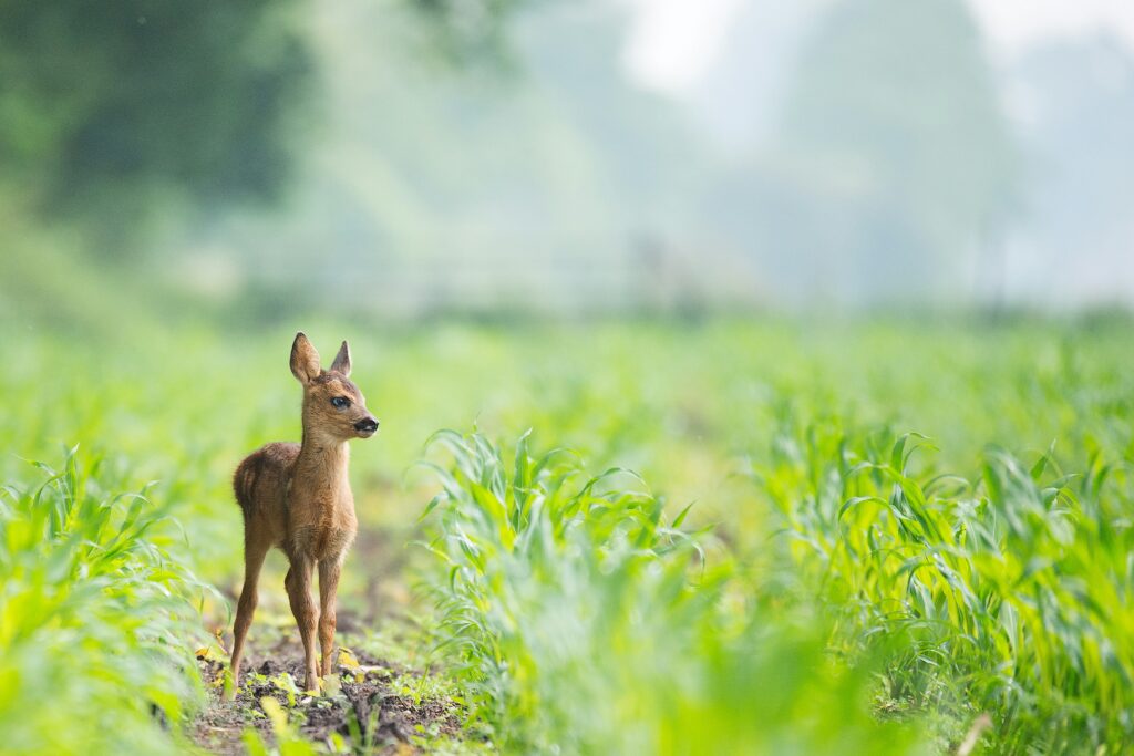 A picture of a little deer in a lush green field.
