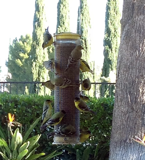 birds feeding from Joni's feeder