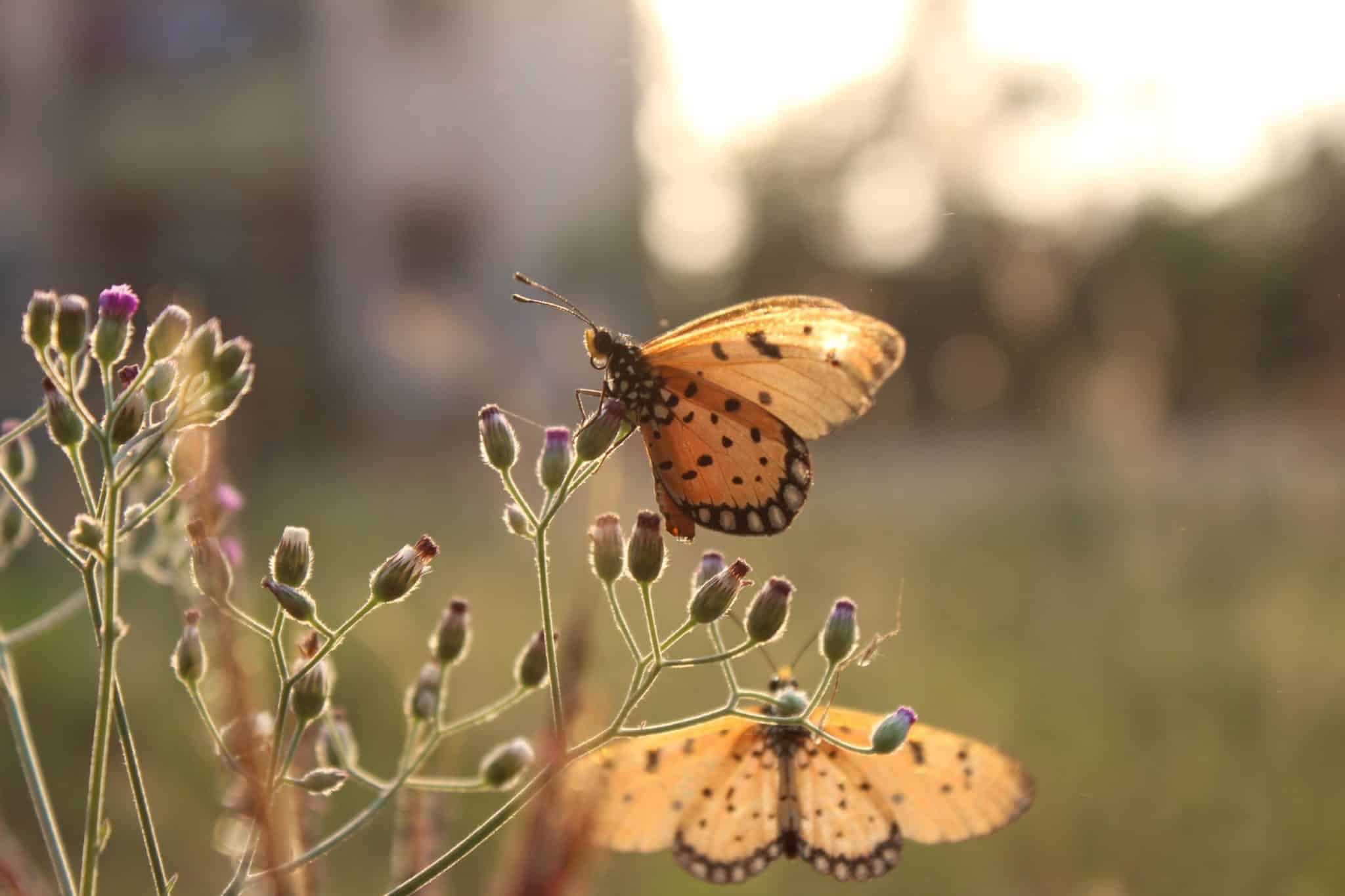 Butterflies on wild flower buds in the afternoon haze.