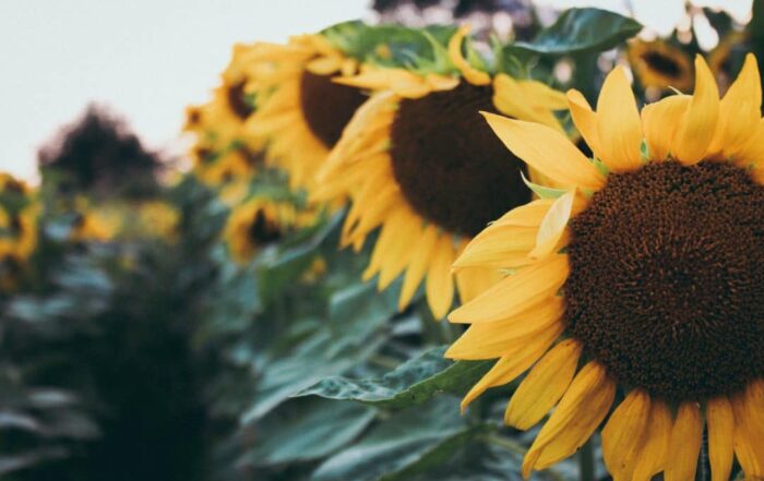 Sunflowers