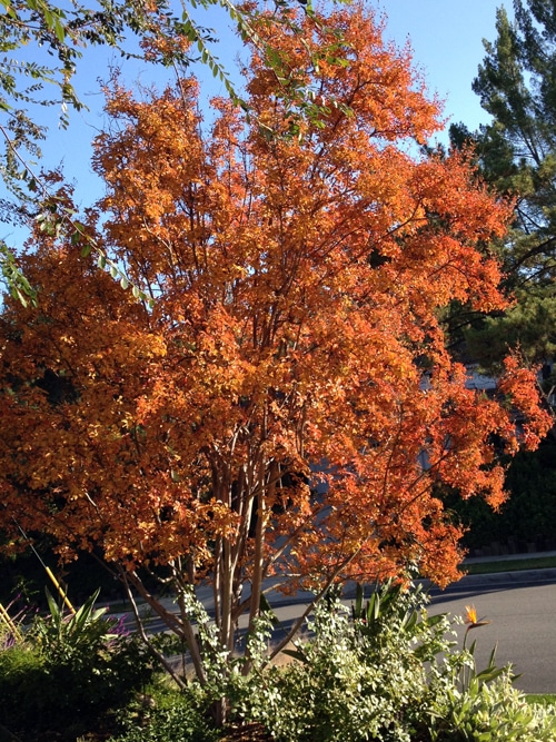 fall tree