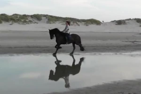 I'm Still a Horse Lover Woman riding Friesian horse