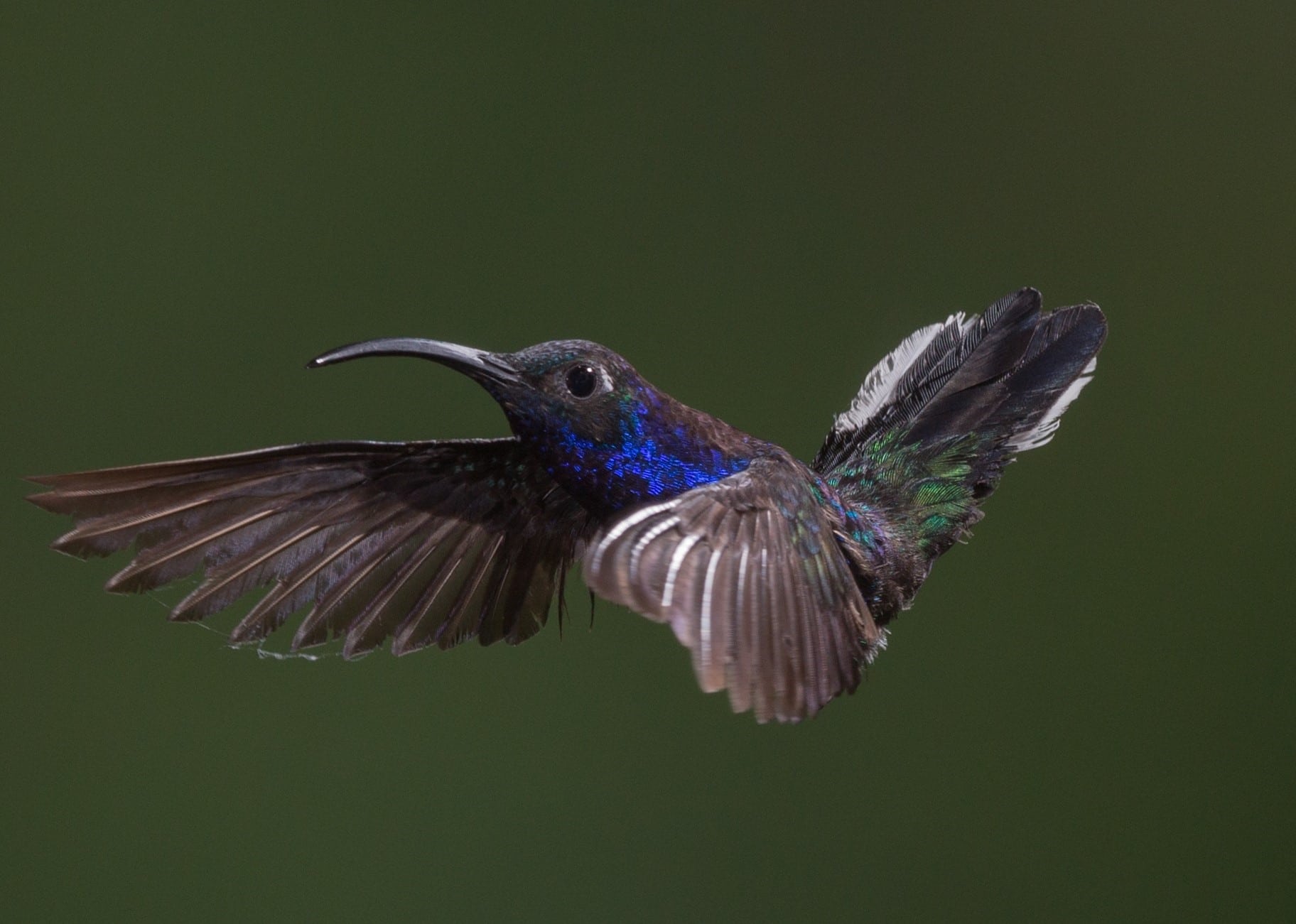 Our Hummingbird Our Hummingbird