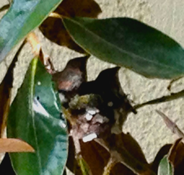 Hummingbirds in their nest Hummingbirds in their nest