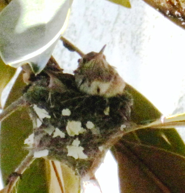 Hummingbirds in their nest Hummingbirds in their nest