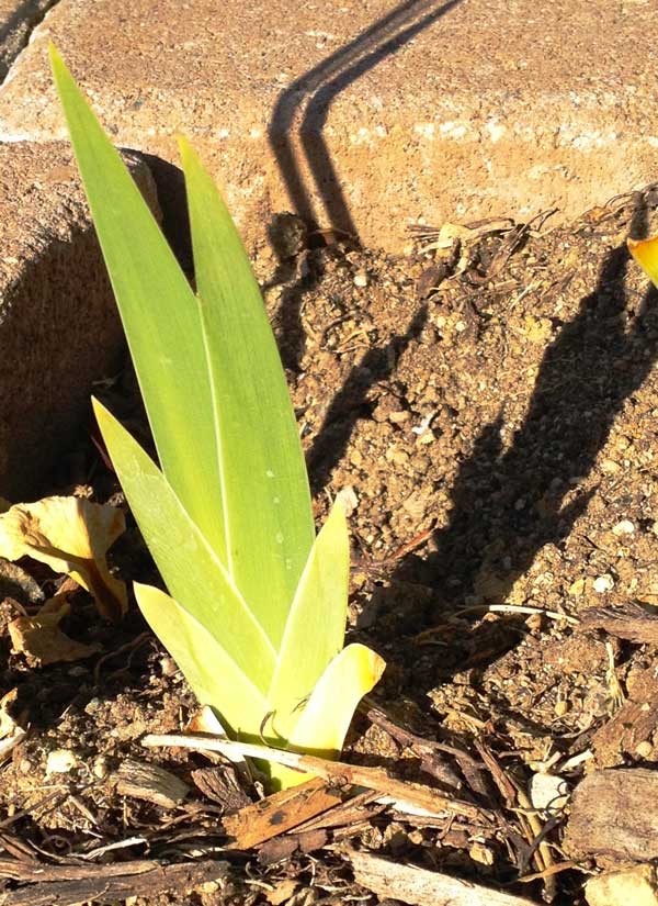 gladiolus bud gladiolus bud