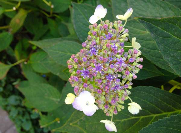 flowers in Joni's yard flowers in Joni's yard