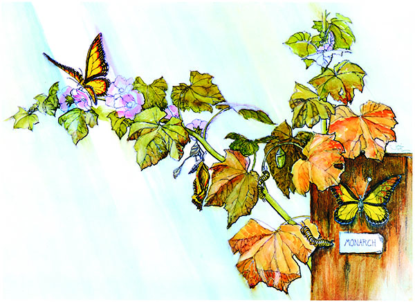 Butterflies Butterflies