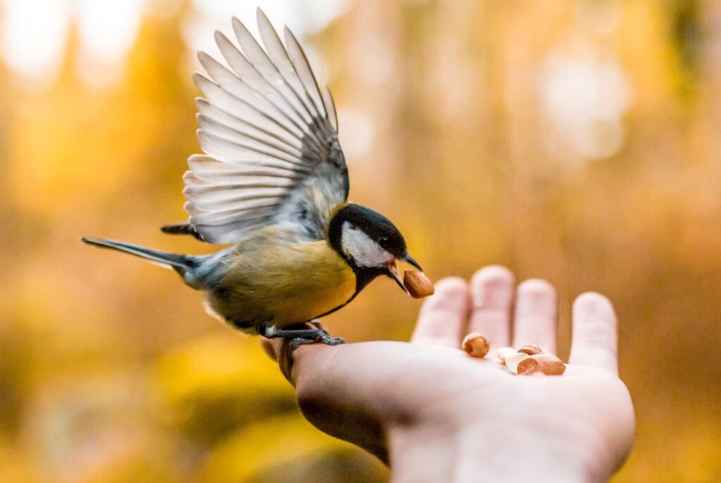 A small sparrow like bird landing on an outreached hand eating seeds.