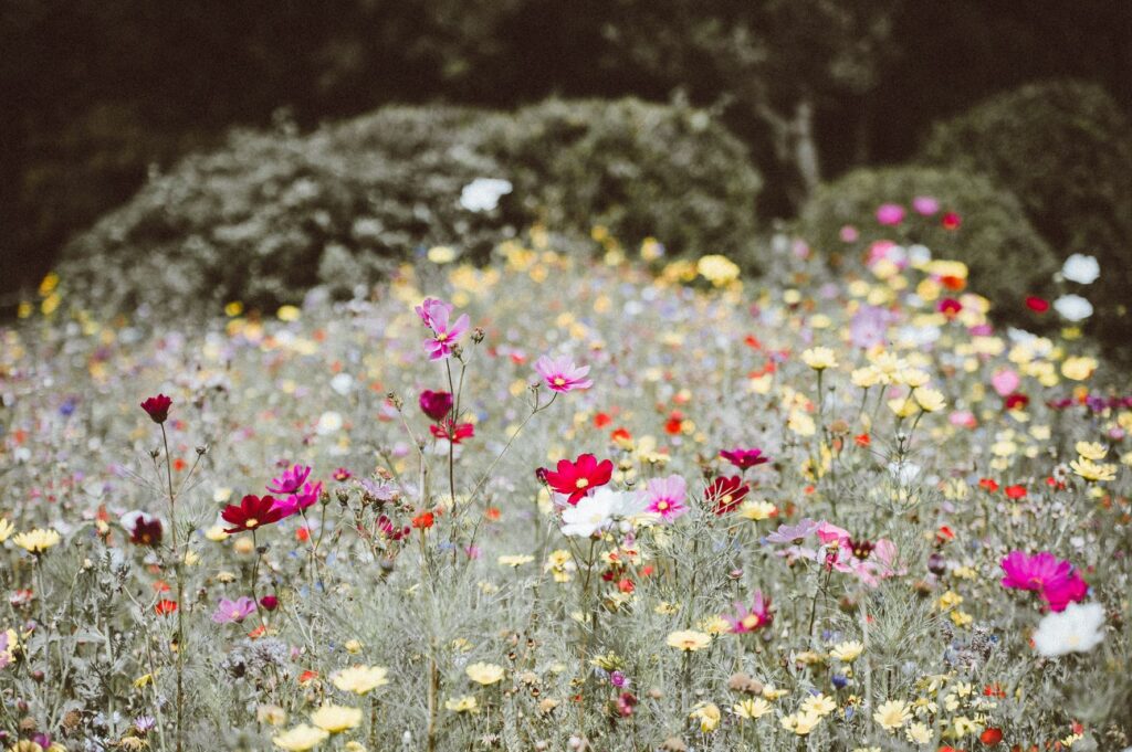 Close up of a meadow of flowers.