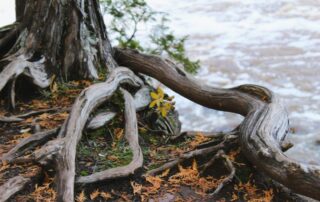 A tree trunk with exposed roots next to flowing water