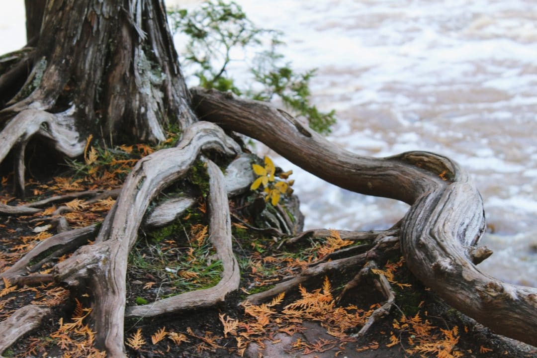 A tree trunk with exposed roots next to flowing water