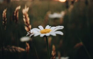 A daisy against a blurred background