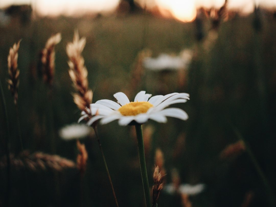 A daisy against a blurred background
