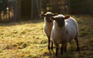 Two sheep in a field