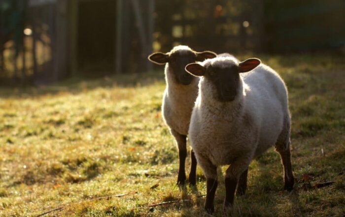 Two sheep in a field