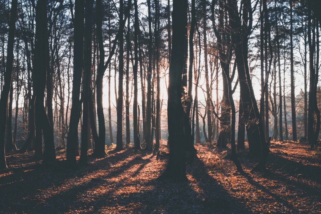This image depicts a forest landscape during what appears to be the golden hour, characterized by long shadows and warm, backlight filtering through the trees.