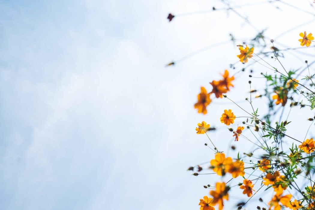 Soft-focus shot of vibrant orange cosmos flowers ragainst a hazy blue sky.