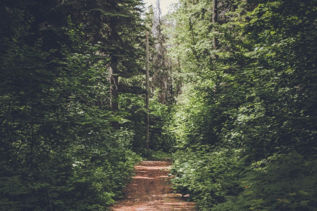 A serene, narrow dirt path lined with dense green foliage and tall trees.