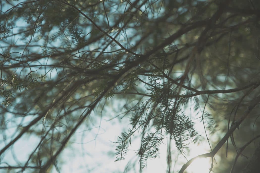 The view from below pine tree branches with the clear sky above peering through.