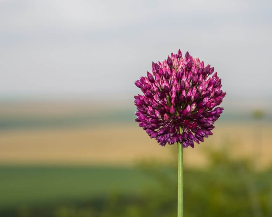 A close-up shot of a single purple allium flower bloom on a slender green stem, set against a softly blurred background of open fields and sky.