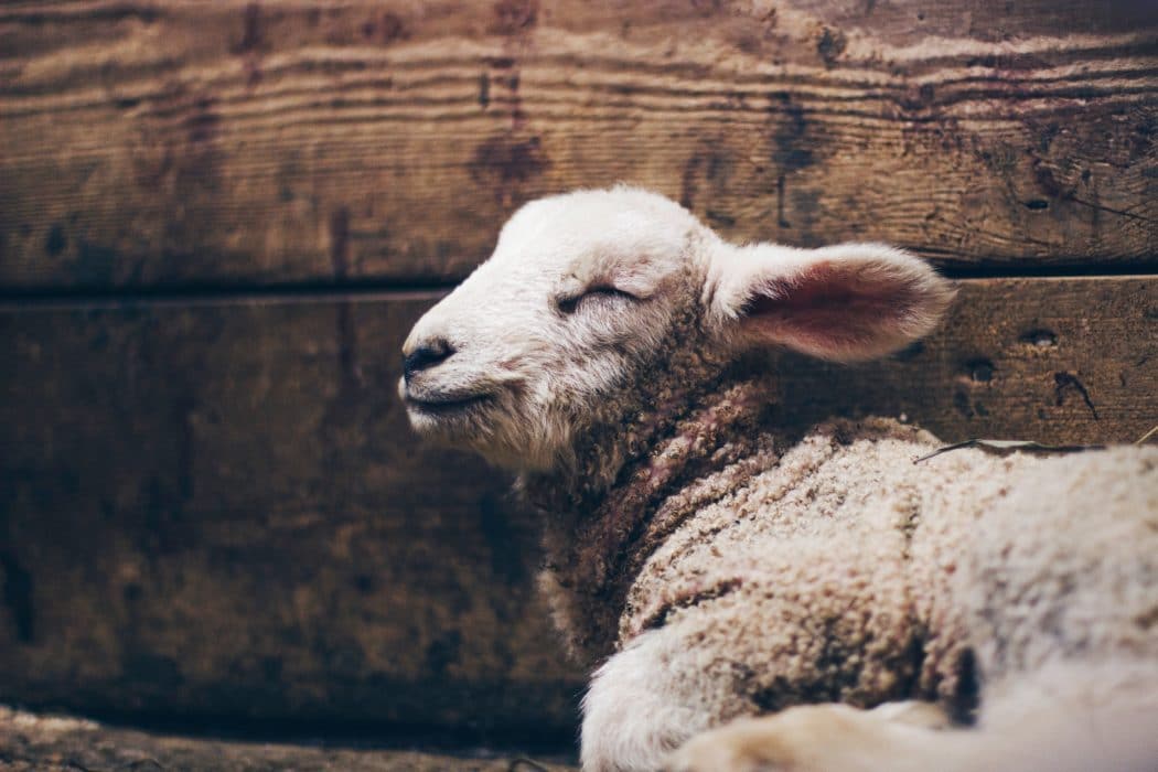 Close up of a lamb leaning against a wooden wall sleeping.