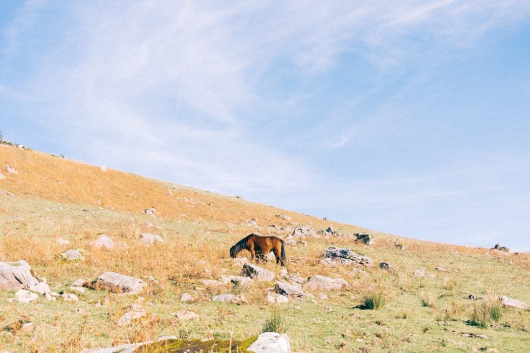 A brown horse grazing on a grassy, rocky hillside during the daytime.