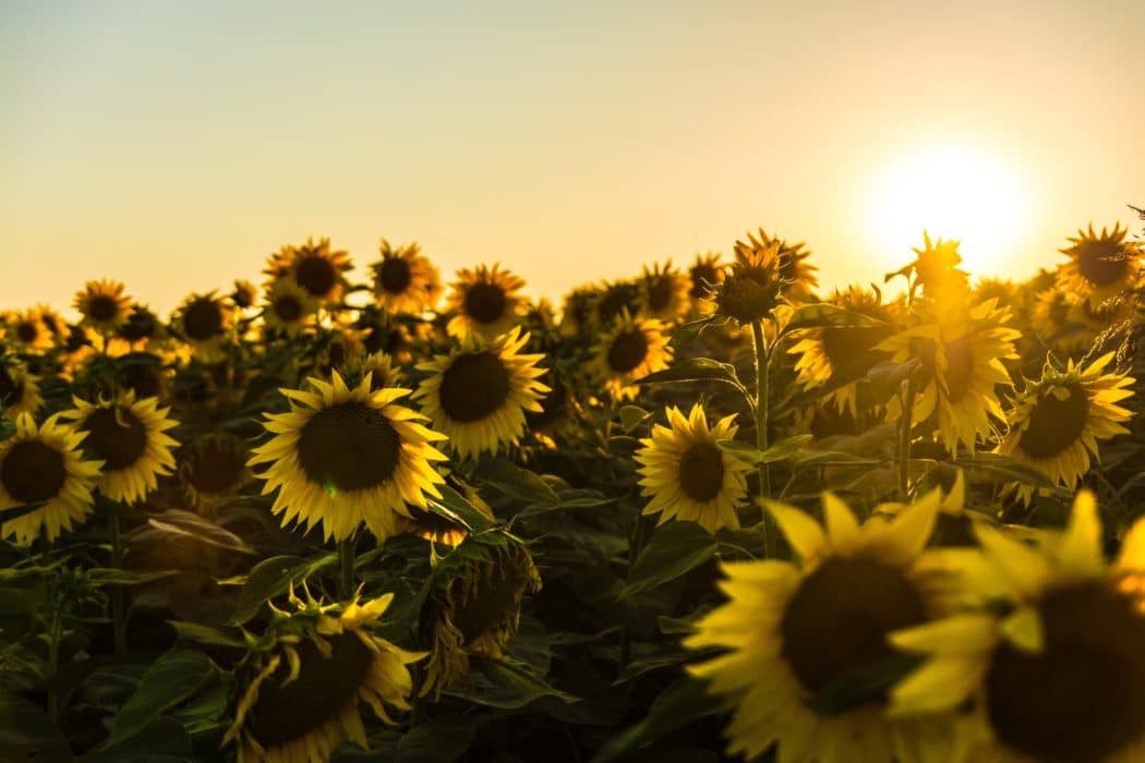 Field of sunflowers with a sunset in the background.