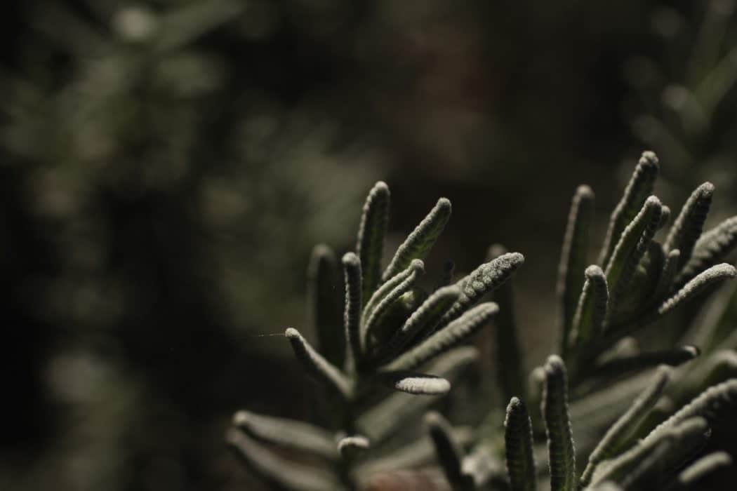 Close-up, low-angle view of several plant stalks with narrow gray-green leaves covered in fine silvery hairs. The softly lit stems stand out against a dark, heavily blurred background.