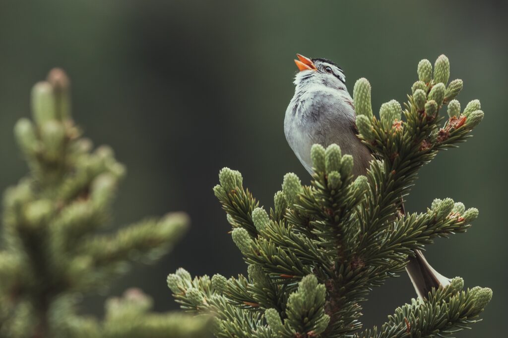 A little bird singing while sitting on a tree branch.