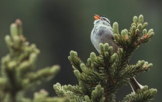 A little bird singing while sitting on a tree branch.