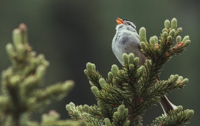 A little bird singing while sitting on a tree branch.
