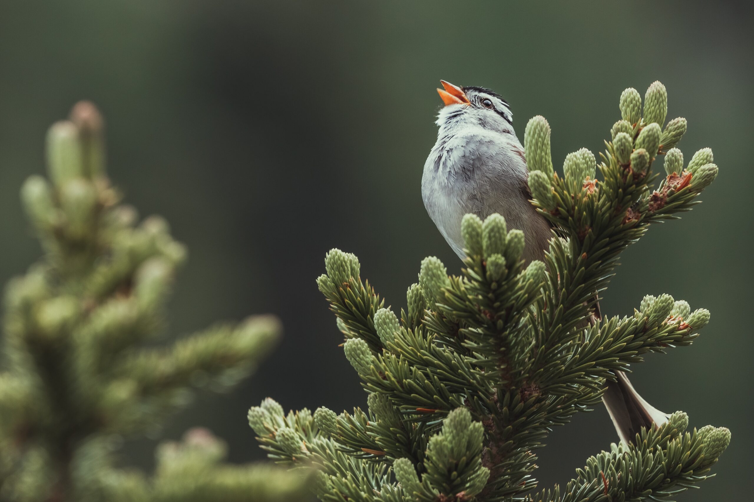 A little bird singing while sitting on a tree branch.
