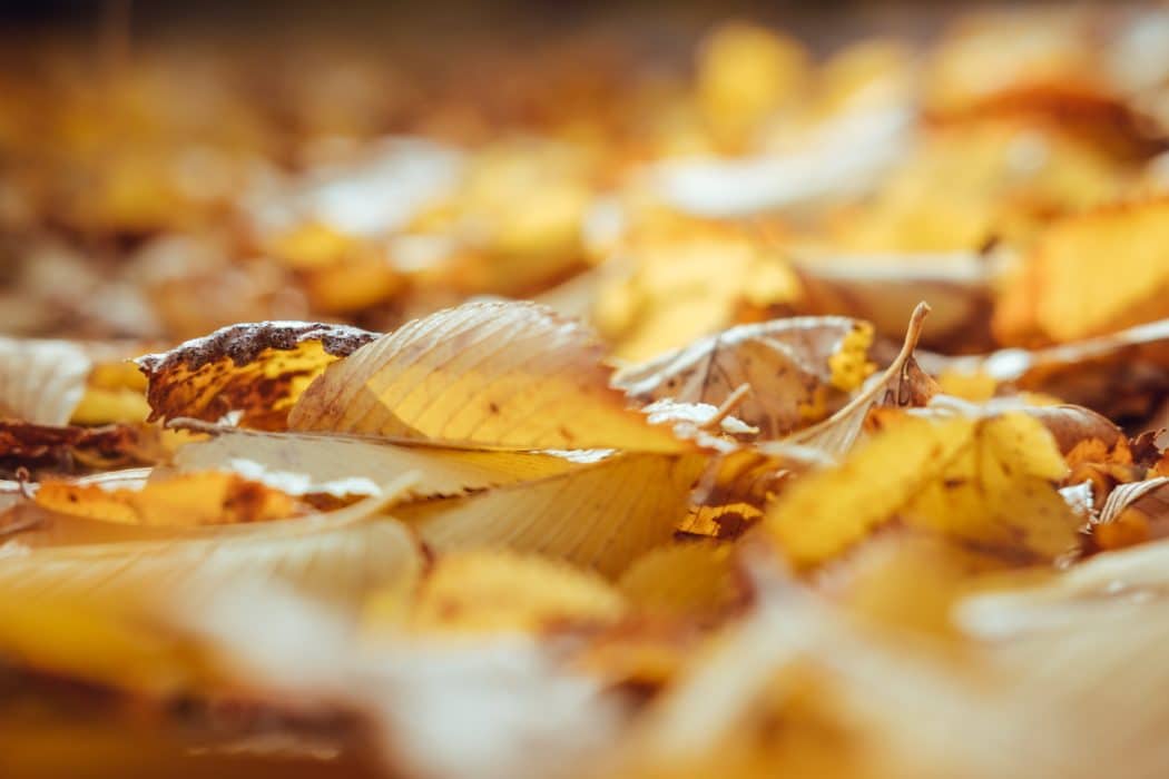 Close up of fallen leaves sitting on the ground.