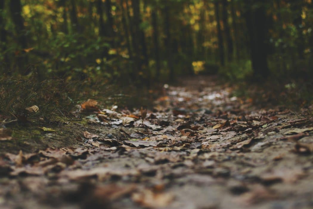 Close up of a path running through the center of a forest covered in fallen leaves and surrounded by lush evergreen trees.