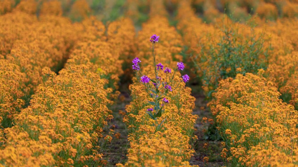 A field of yellow flowers with a single purple flower growing up in the middle of it.