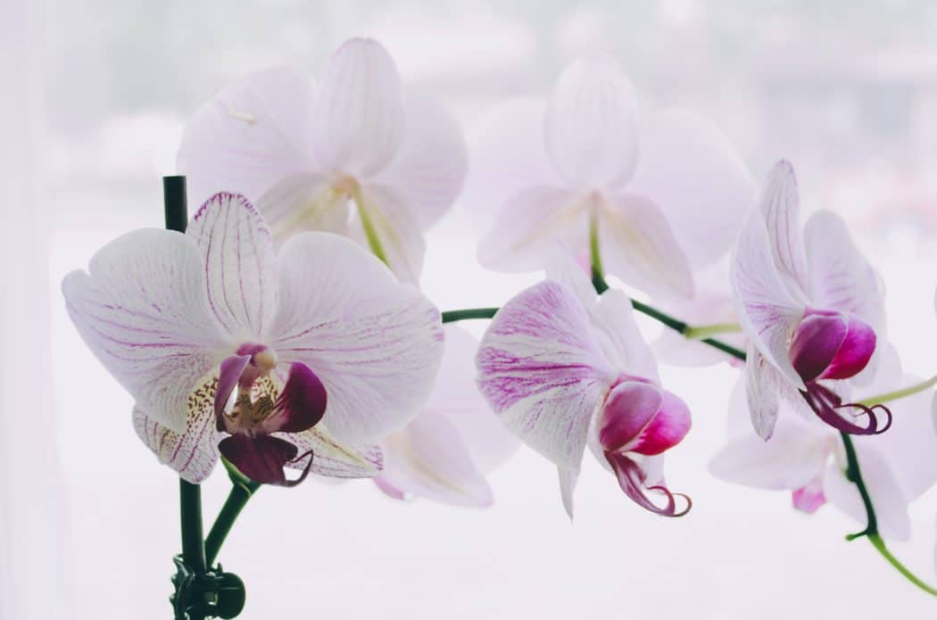 A close up of the petals of an orchid flower. 