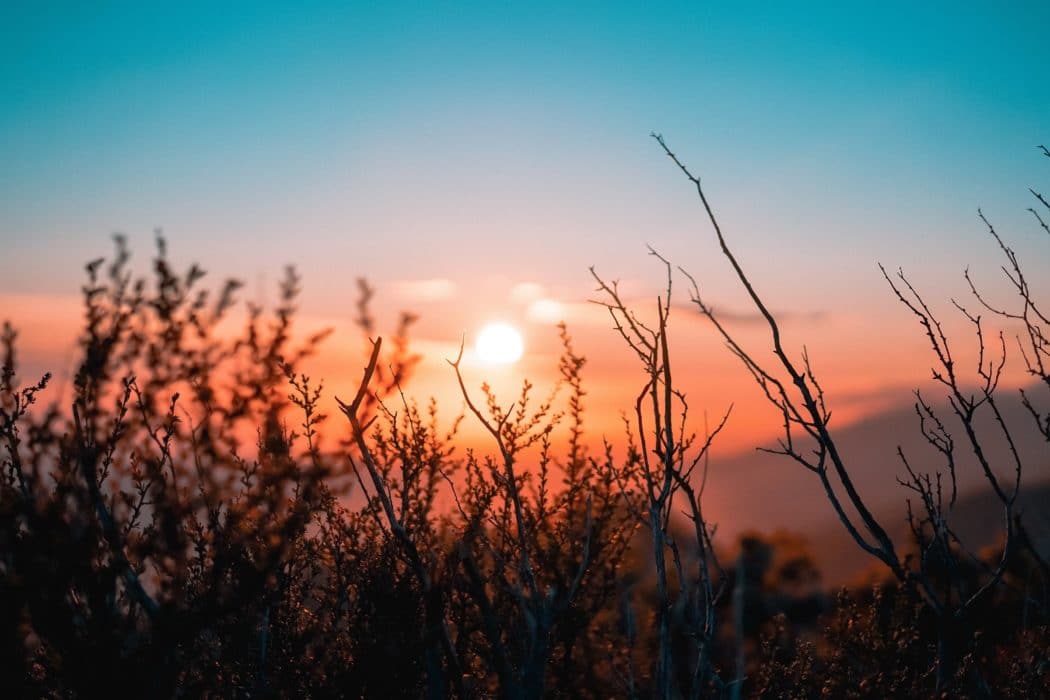 A close up of dead branches, the sun setting through them in the background.