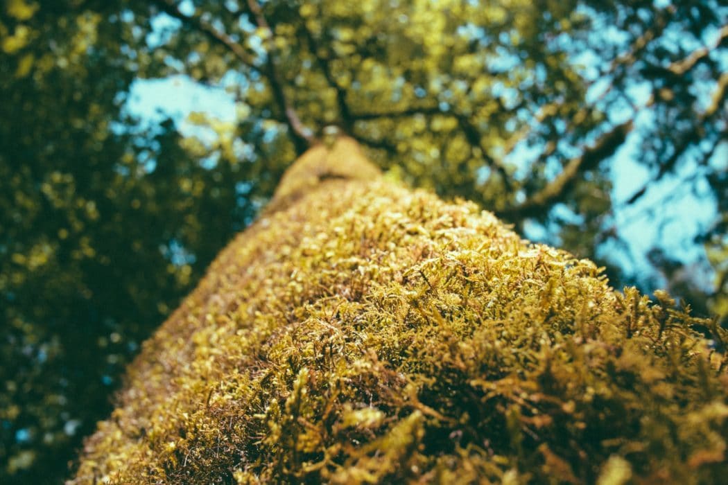 A low-angle, close-up photograph looking straight up the trunk of a large tree covered in dense, textured green and yellowish moss. 