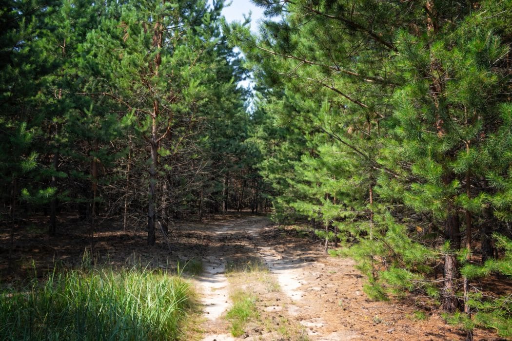 A path in the middle of the forest surrounded by evergreen trees.