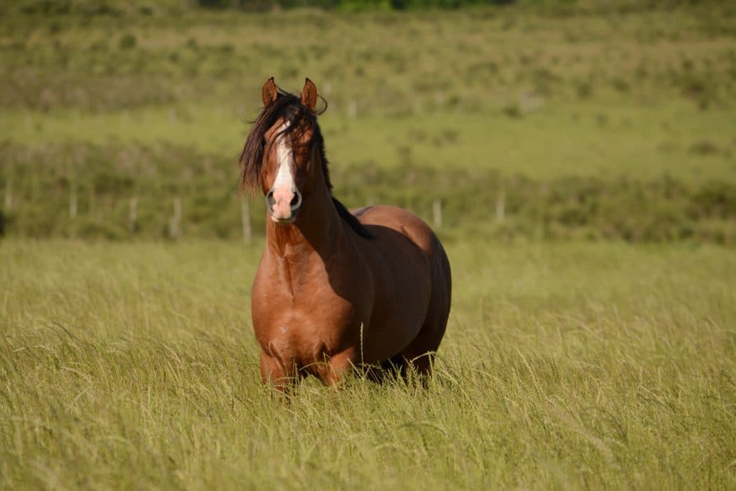 A horse with a long dark mane in the middle of a field of tall grass standing and staring at the camera.