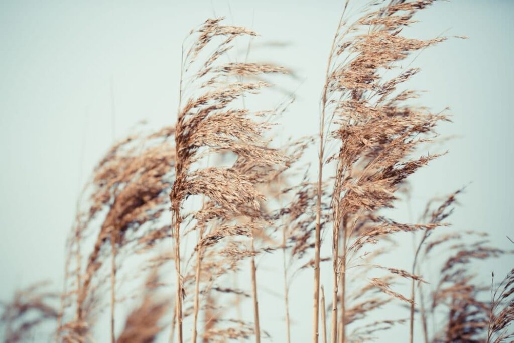 Tall common reeds with slender stalks and dense, feathery seed heads swaying in the wind against a pale sky.