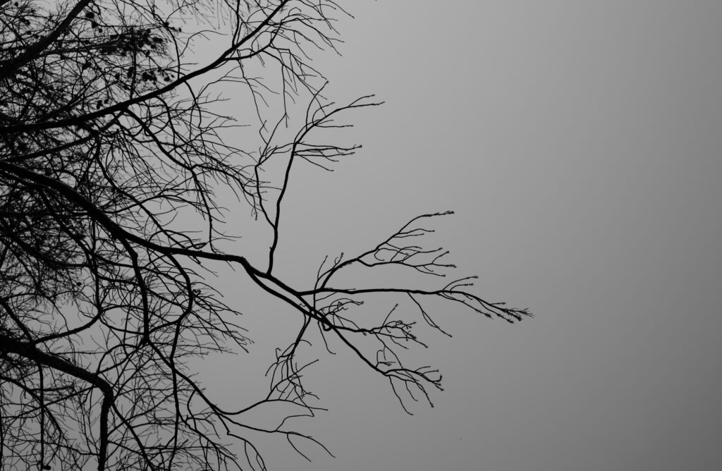 A close up of tree branches with no leaves on them and a gray sky behind them.