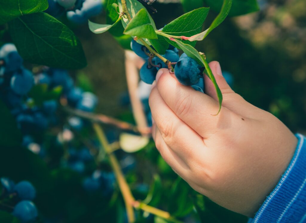 Close up of a child's hand reaching for blueberries off of the blueberry bush.