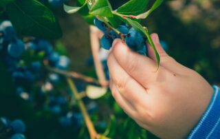 Close up of a child's hand reaching for blueberries off of the blueberry bush.