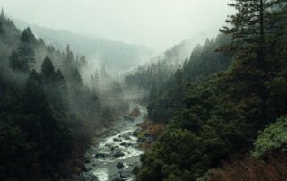 A gloomy wilderness of evergreen trees with a winding stream running right through the middle.