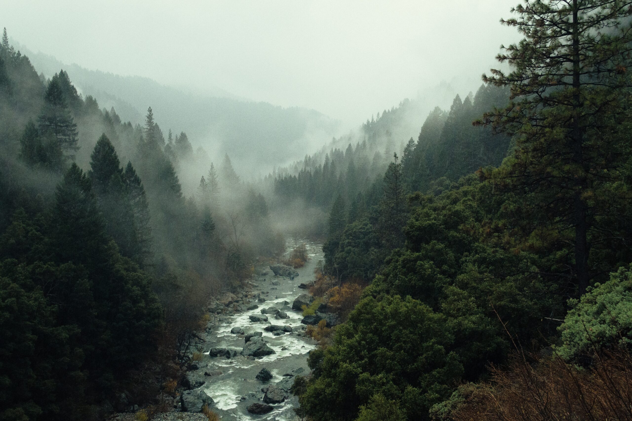 A gloomy wilderness of evergreen trees with a winding stream running right through the middle.