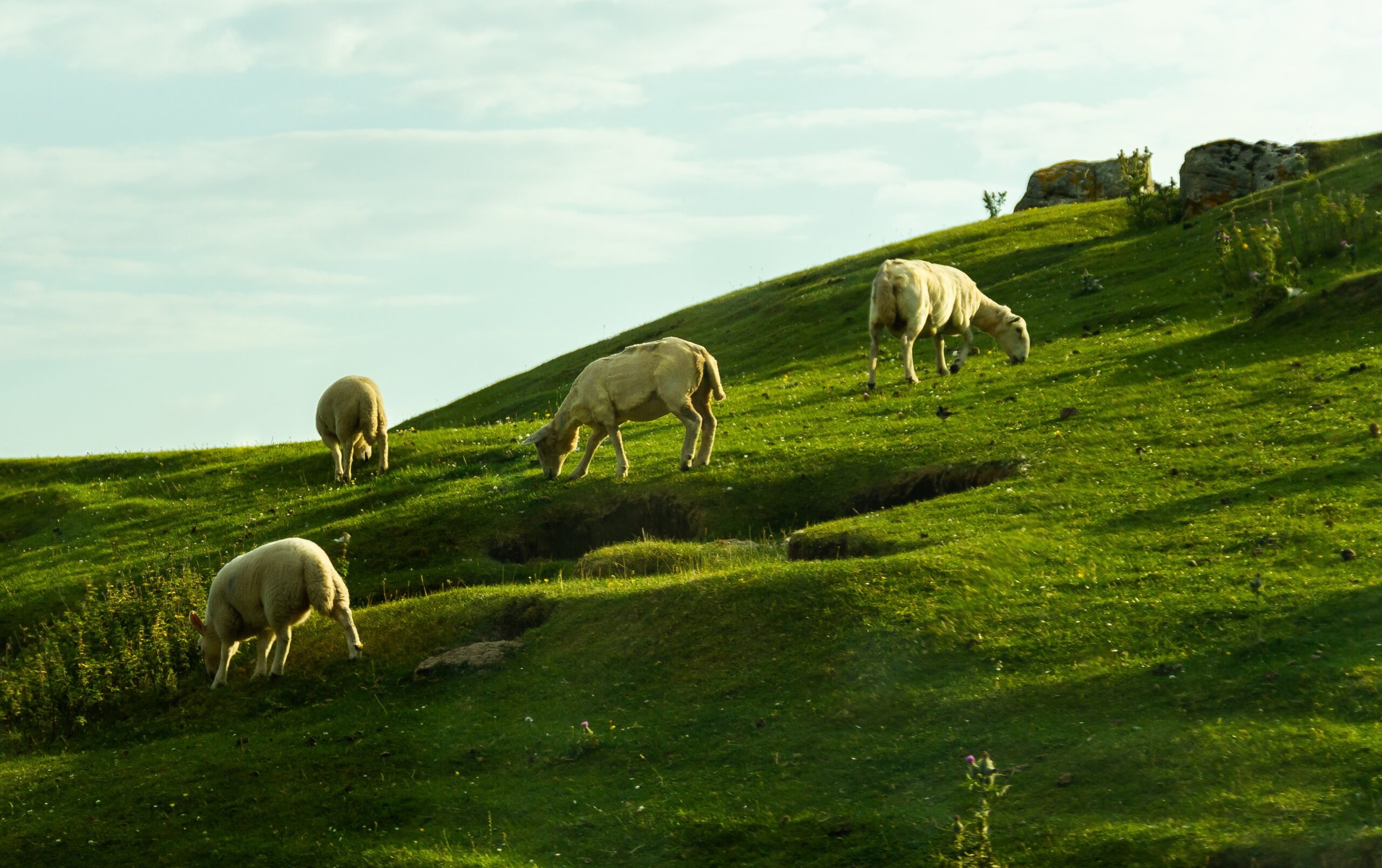 A hillside covered in lush, green grass with sheep grazing on it, the blue sky above.