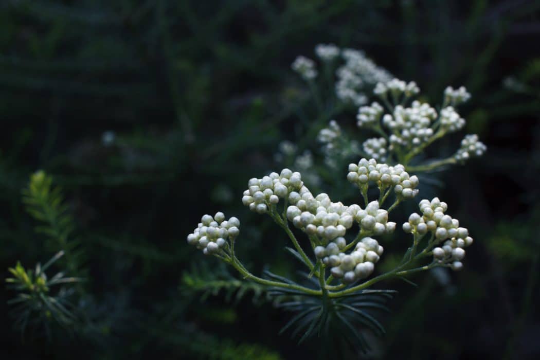 Close up of a budding flower bush with a dark background.