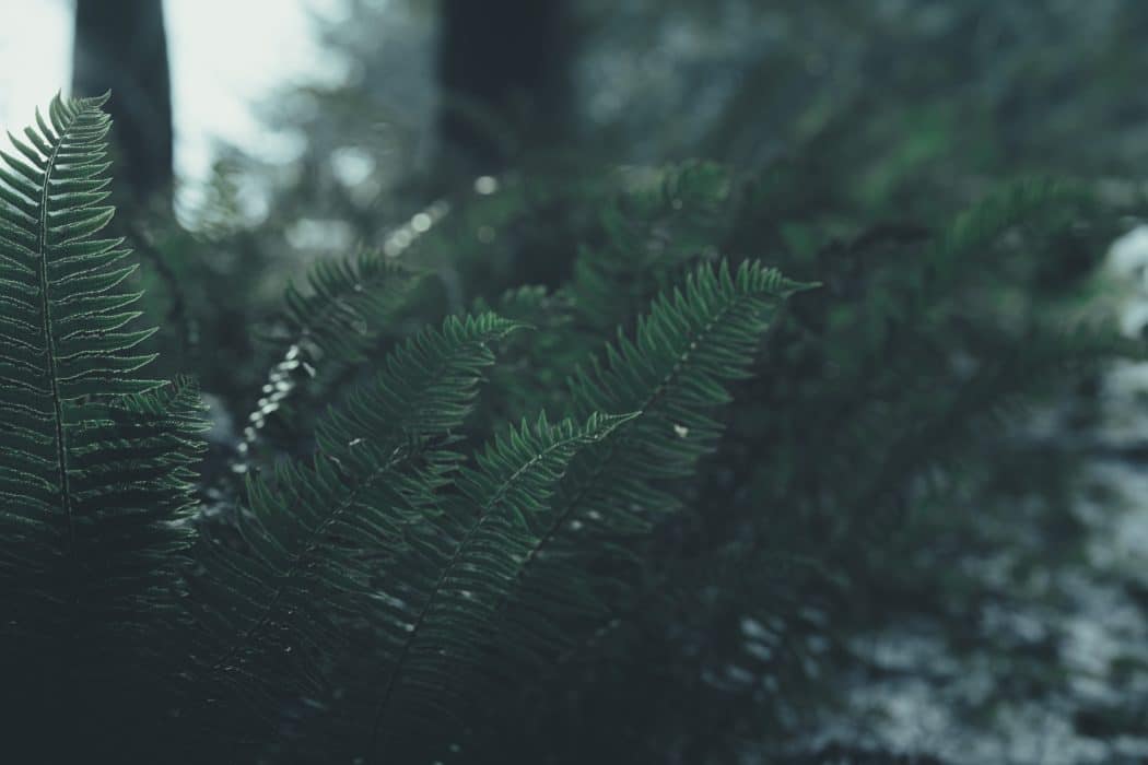 Close up of a fern with lush forest in the background.